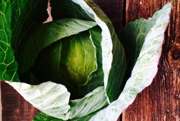 Green Cabbage