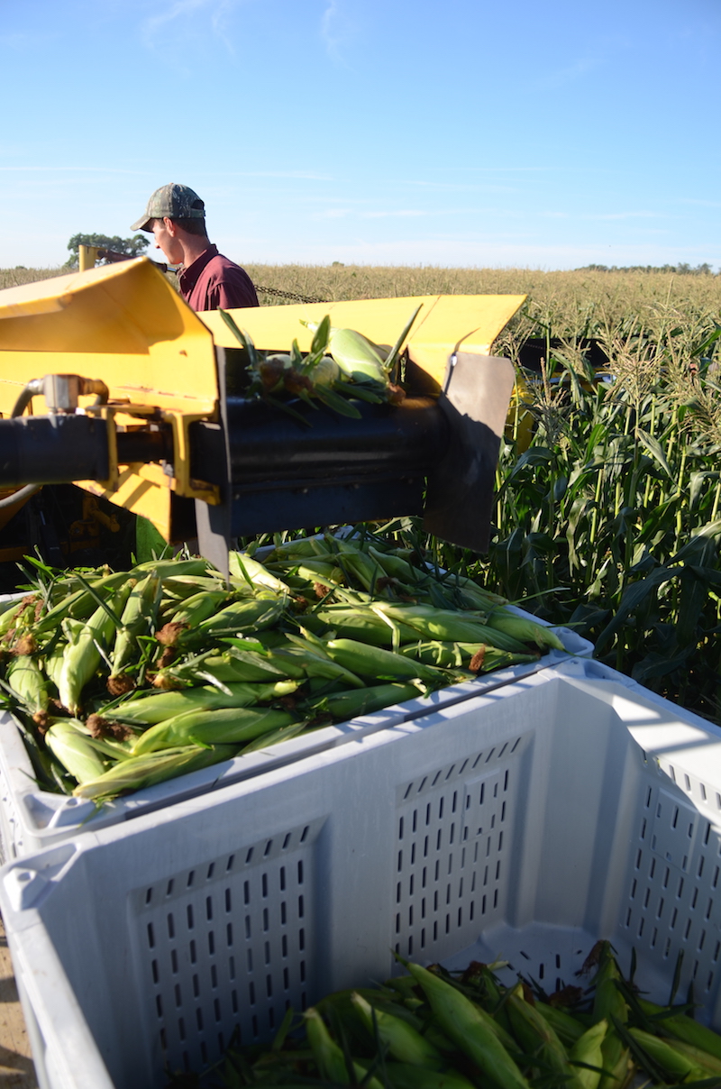 2-ears-of-sweet-corn-per-plant-fresh-fork-market