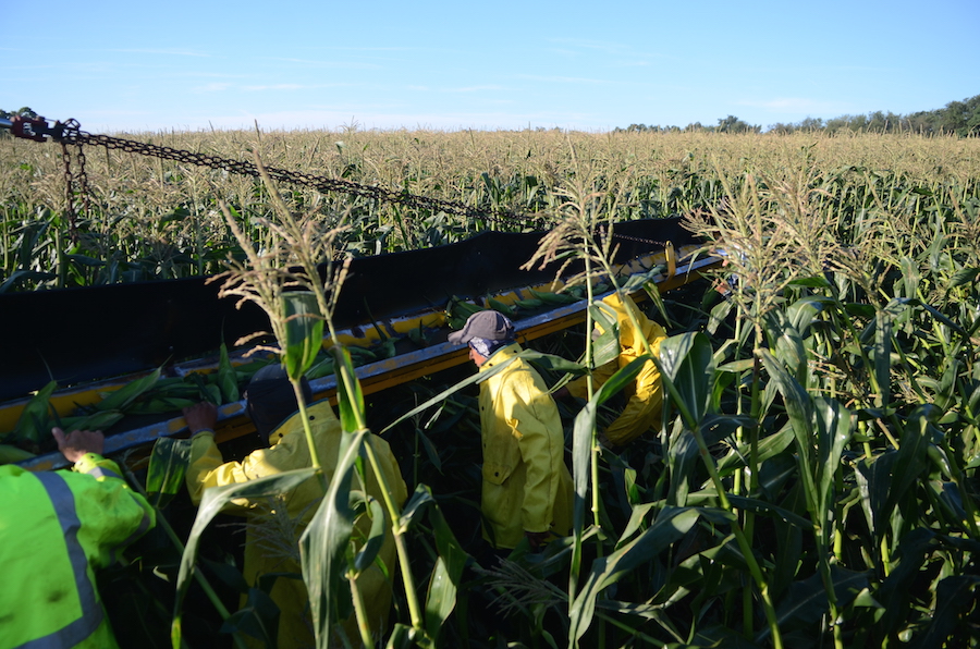 tips-on-growing-corn-in-the-garden