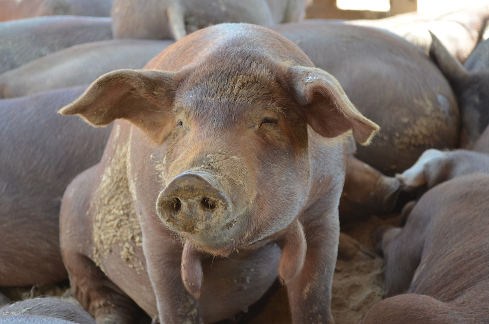 7 Months to Raise a Hog Fresh Fork Market