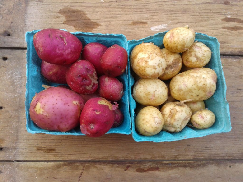 New-skinned potatoes