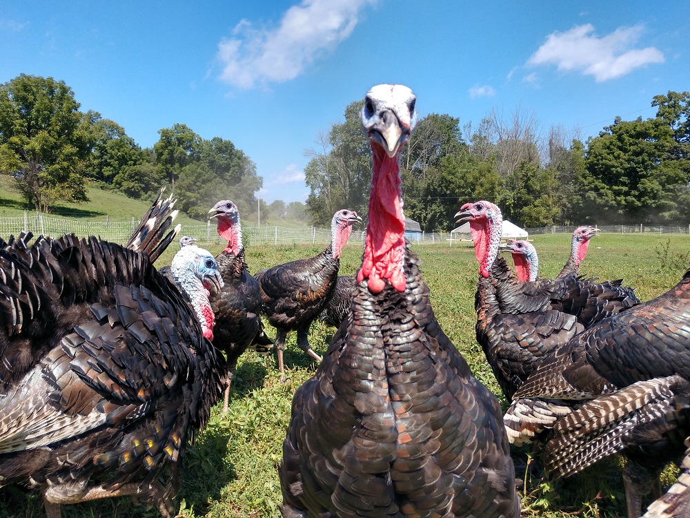 Group of Heritage Turkeys
