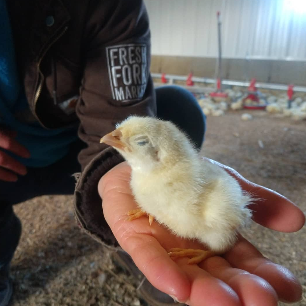 chick-brooder-broiler