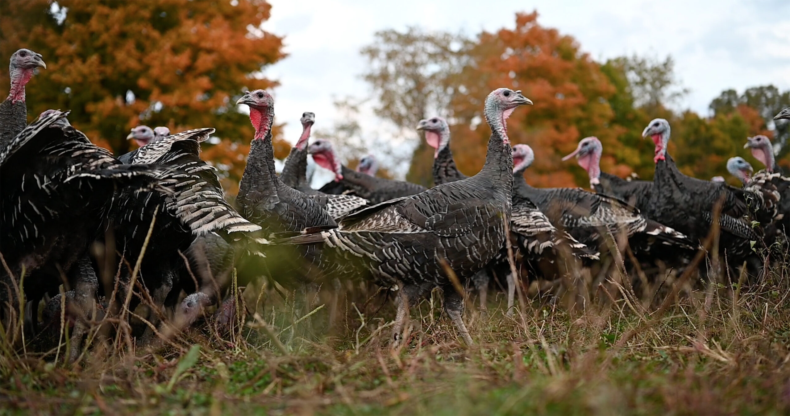 heritage-turkeys-horizontal